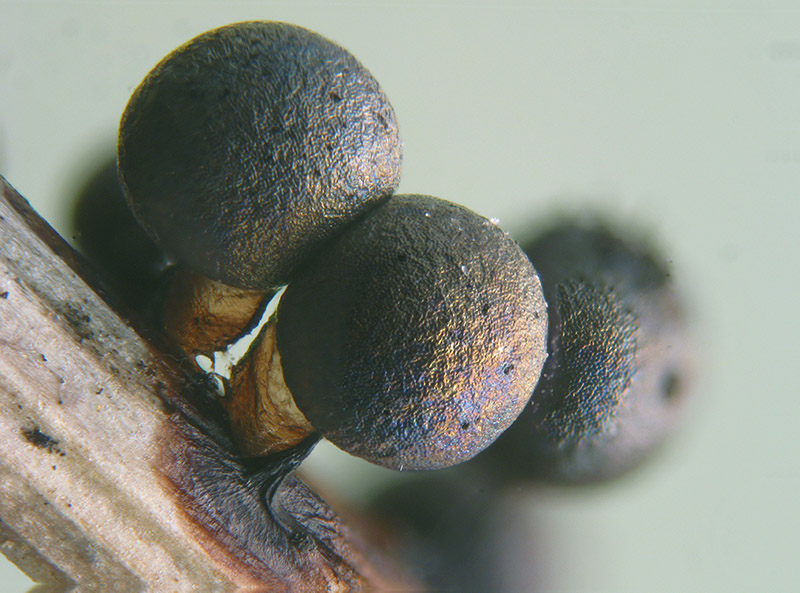 Lamproderma sauteri?